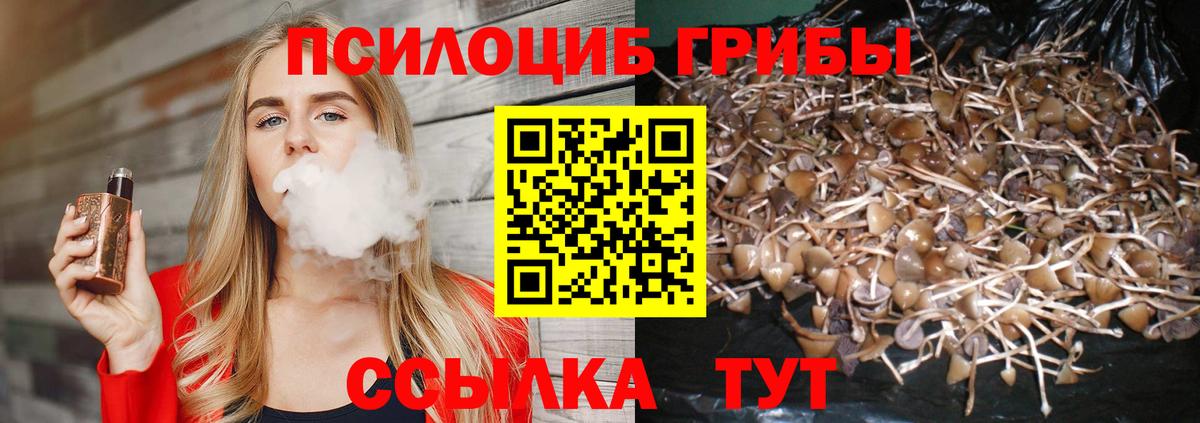 Псилоцибиновые грибы Psilocybine cubensis Всеволожск